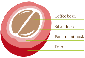 Discription of the coffee cherry